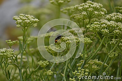 Wasp pollinating plants in ViavÃ©lez, in Asturias, Spain. Stock Photo