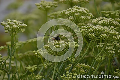 Wasp pollinating plants in ViavÃ©lez, in Asturias, Spain. Stock Photo