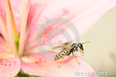 Wasp ready to fly Stock Photo