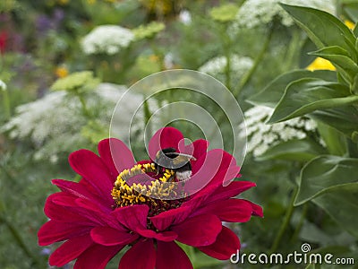 Wasp on red flower Dahlia, flower garden Stock Photo