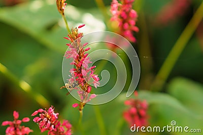 Wasp on red flower Stock Photo