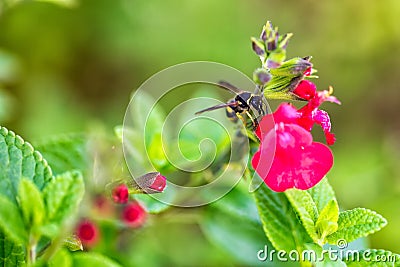 Wasp on red flower Stock Photo