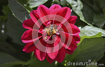 Wasp on red Dahlia flower Stock Photo