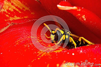Wasp on red flower Stock Photo
