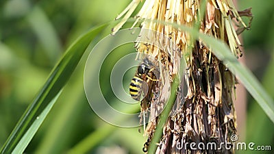 Wasp on a Red Hot Poker Kniphofia full bloom in a garden Stock Photo