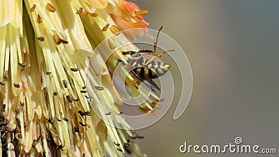 Wasp on a Red Hot Poker Kniphofia full bloom in a garden Stock Photo