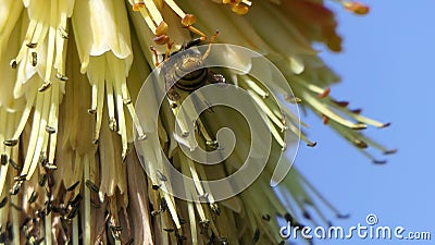 Wasp on a Red Hot Poker Kniphofia full bloom in a garden Stock Photo