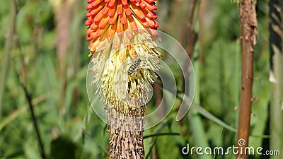 Wasp on a Red Hot Poker Kniphofia full bloom in a garden Stock Photo