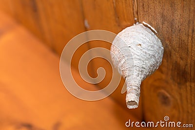 Wasp`s nest with a long entrance Stock Photo
