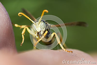 Wasp sitting on a human hand Stock Photo