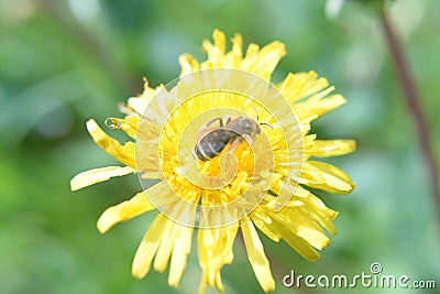 Wasp sitting on a yellow flower on a green blur background. Stock Photo