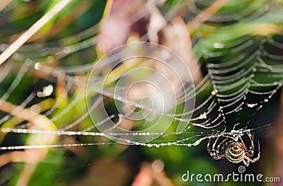 Wasp Spider Stock Photo