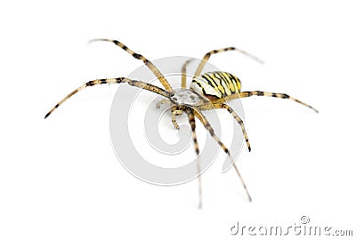Wasp spider, Argiope bruennichi Stock Photo