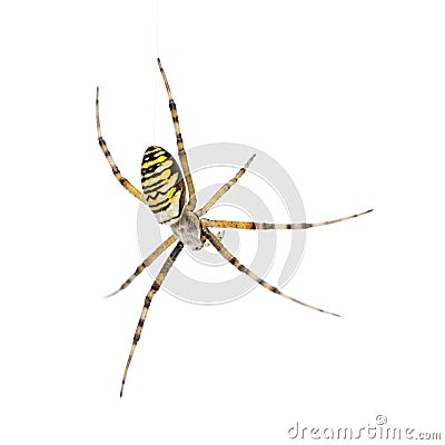 Wasp spider, Argiope bruennichi, hanging on web Stock Photo