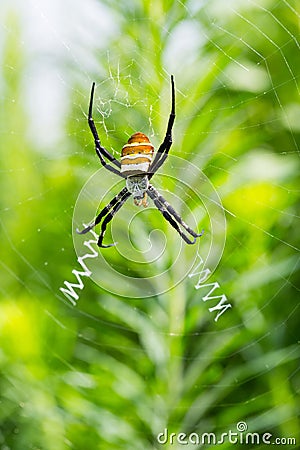 Wasp spider closeup Stock Photo