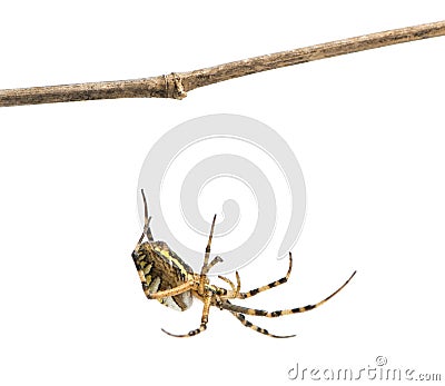 Wasp spider hanging from a branch, Argiope bruennichi, isolated Stock Photo