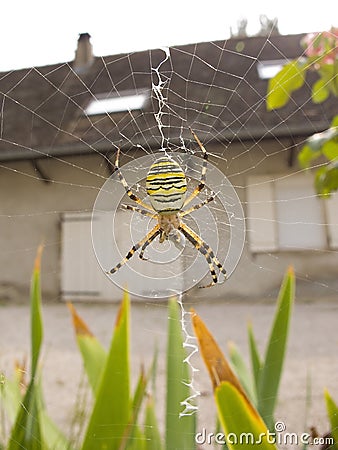 Tiger Spider Stock Photo