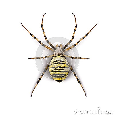 Wasp spider viewed from up high, Argiope bruennichi Stock Photo