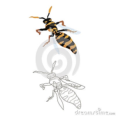 Wasp in two versions: color and black and white. coloring book for children on the theme of insects and wildlife. vector isolated Vector Illustration