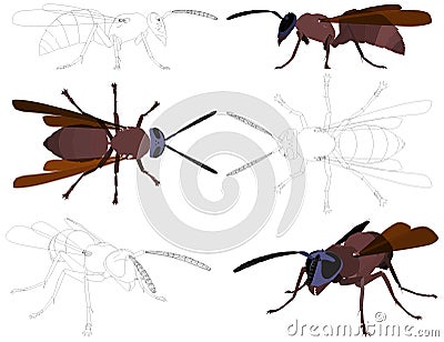 Wasp Vector 01 Vector Illustration