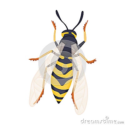 Wasp vector cartoon icon. Vector illustration insect wasp on white background. Isolated cartoon illustration icon of Vector Illustration