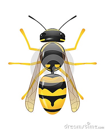 Wasp Vector Illustration