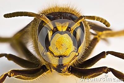 Wasp on white background Stock Photo