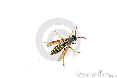 Wasp on a white background, injured flying wild bee donkey bee Stock Photo