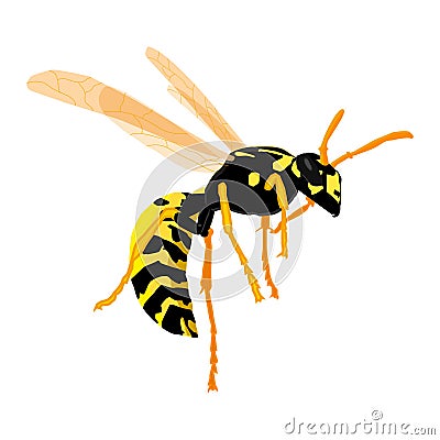 Wasp on a white background in realistic style. Vector graphics Vector Illustration