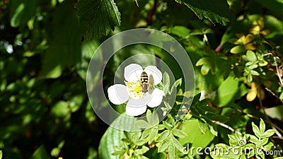 Wasp on white flower Stock Photo
