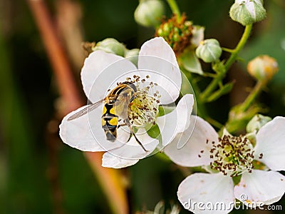 Wasp on white flower Stock Photo