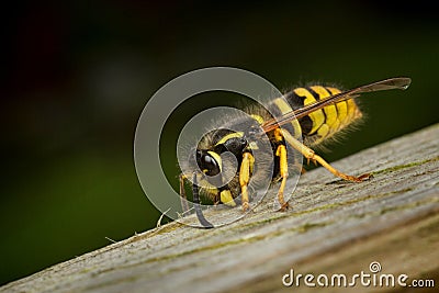 Wasp worker collecting wood Stock Photo
