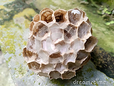 a wasp's nest whose occupants have been abandoned Stock Photo