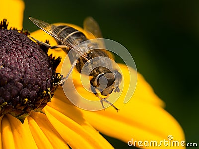 Wasp on yellow cone flower Stock Photo