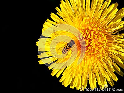Wasp on dandelion Stock Photo