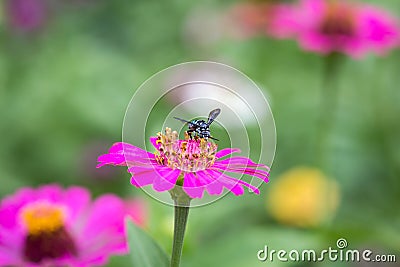 Wasp with zinnia flower Stock Photo