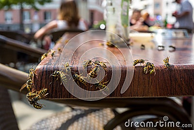 Wasps in a cafe Stock Photo