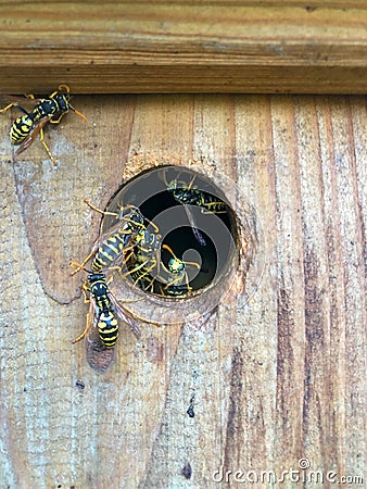 Wasps have adopted a birdhouse as their home Stock Photo