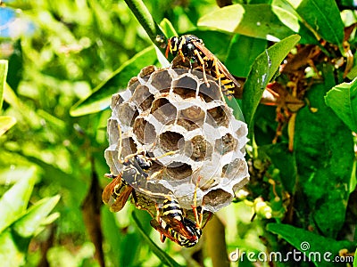 Wasps Tending Nest With Maturing Larvae Visible in One Open Cell Stock Photo