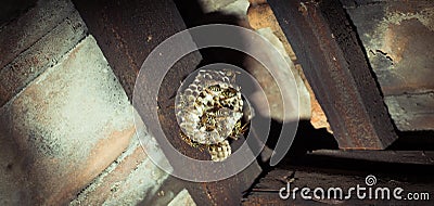Wasps in the nest attic Stock Photo