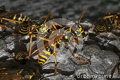 Wasps on the nest in the form of honeycombs Stock Photo