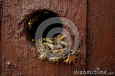 Wasps nest in the wood hole - aggressive wasps going out and in from the nest Stock Photo