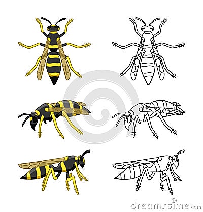 Wasps set colored and line versions isolated illustration on white background Cartoon Illustration
