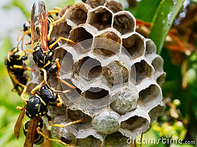 Wasps Tending Nest With Maturing Larvae Visible in One Open Cell Stock Photo
