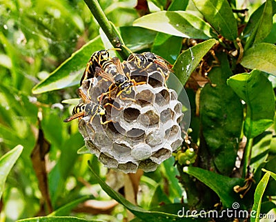 Wasps Tending Nest With Maturing Larvae Visible in One Open Cell Stock Photo