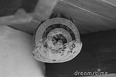 Wasps wild nest Stock Photo