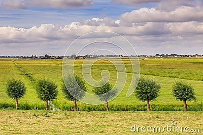 Wassenaarsche Polder with a tight row of pollard willows Stock Photo