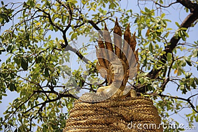 Seven Headed Naga Surrounded Gold Buddhas Stock Photo