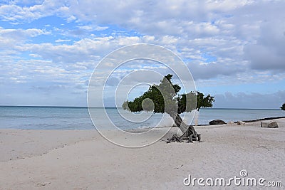 Watapana Tree on Eagle Beach in Aruba Stock Photo