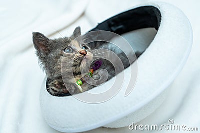 Watch as this little kitten's eyes widen in amazement as they peer out from inside a hat Stock Photo